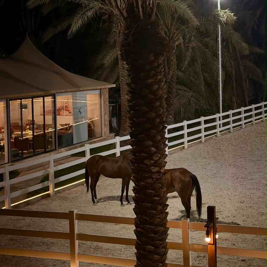 تدريب على ركوب الخيل